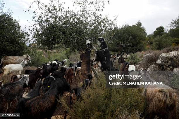 Harrim 69 Nes Harim Stock Photos, High-Res Pictures, and Images - Getty Images
