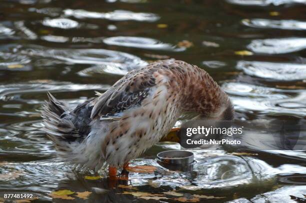 Duck enjoys the water at the Kugulu Park during a cold autumn day in Ankara, Turkey on November 22, 2017.