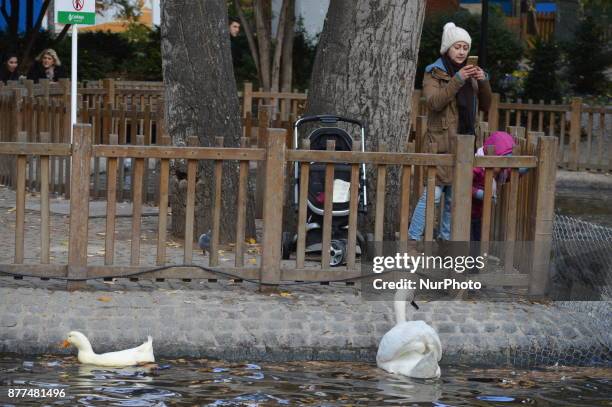 Woman takes pictures of swans at the Kugulu Park during a cold autumn day in Ankara, Turkey on November 22, 2017.