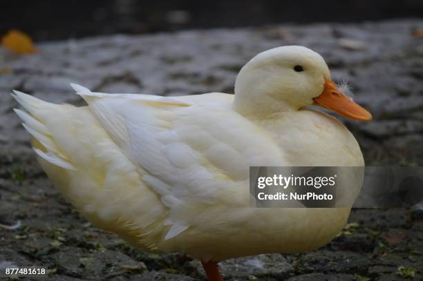 White duck is pictured at the Kugulu Park during a cold autumn day in Ankara, Turkey on November 22, 2017.