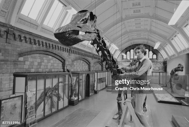 Member of staff from the Natural History Museum adjusting the skeleton of 'Dippy' the Diplodocus , London, UK, 12th October 1978.