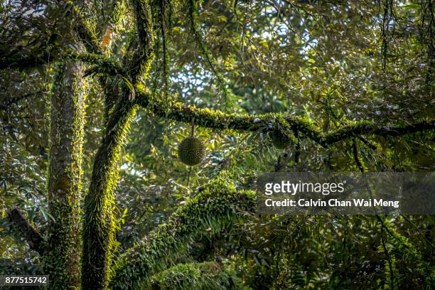 durian growing on a durian tree - durian - fotografias e filmes do acervo