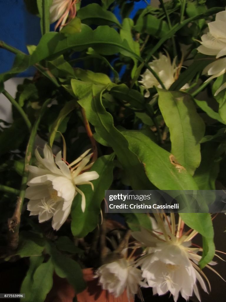 Dutchman’s Pipe or Cereus Epiphyllum