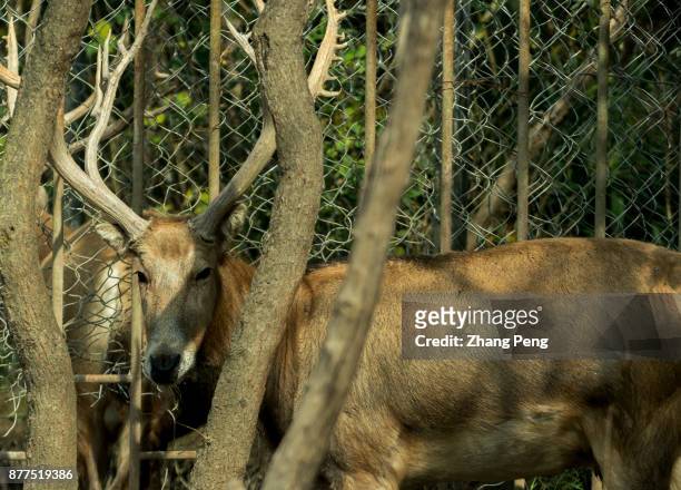 Retired former King deer, living in Dafeng Milu Natural Reserve. Milu deer, with the scientific name 'Elaphurus davidianus', native to the subtropics...