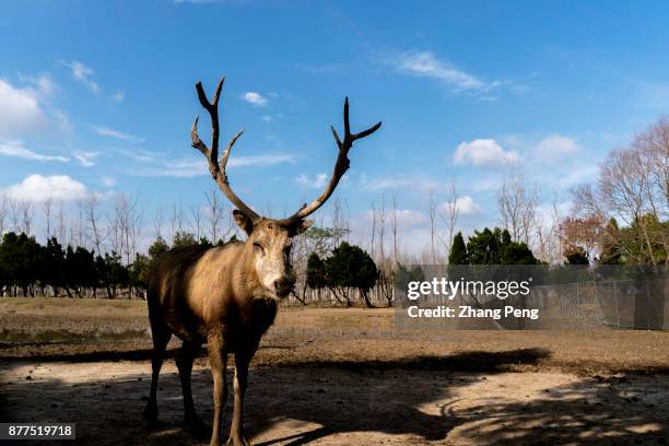 Young male deer with strong antlers, living in Dafeng Milu Natural Reserve. Milu deer, with the scientific name 'Elaphurus davidianus', native to the...