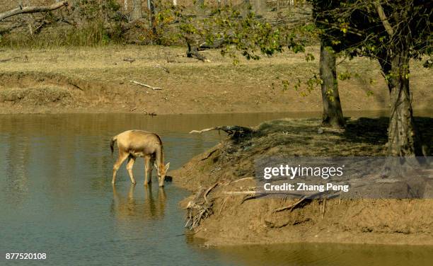 An underage milu is drinking water in Dafeng Milu Natural Reserve. Milu deer, with the scientific name 'Elaphurus davidianus', native to the...