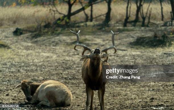 Young male deer with strong antlers, who is the new king deer, is living together with its female deer in Dafeng Milu Natural Reserve. Milu deer,...