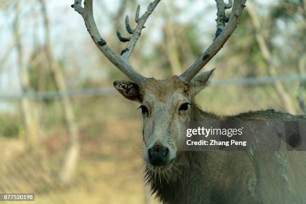 Young male deer with strong antlers, living in Dafeng Milu Natural Reserve. Milu deer, with the scientific name 'Elaphurus davidianus', native to the...