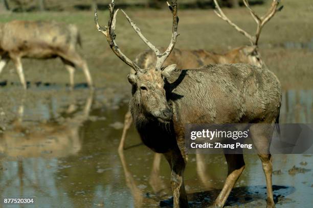 Young male deer with strong antlers, living in Dafeng Milu Natural Reserve. Milu deer, with the scientific name 'Elaphurus davidianus', native to the...