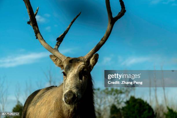 Young male deer with strong antlers, living in Dafeng Milu Natural Reserve. Milu deer, with the scientific name 'Elaphurus davidianus', native to the...