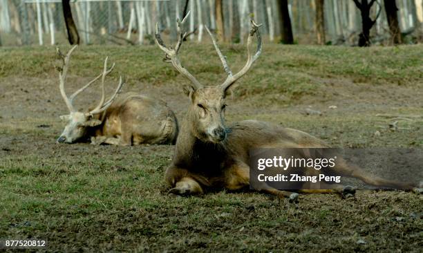 Young male deer with strong antlers, living in Dafeng Milu Natural Reserve. Milu deer, with the scientific name 'Elaphurus davidianus', native to the...