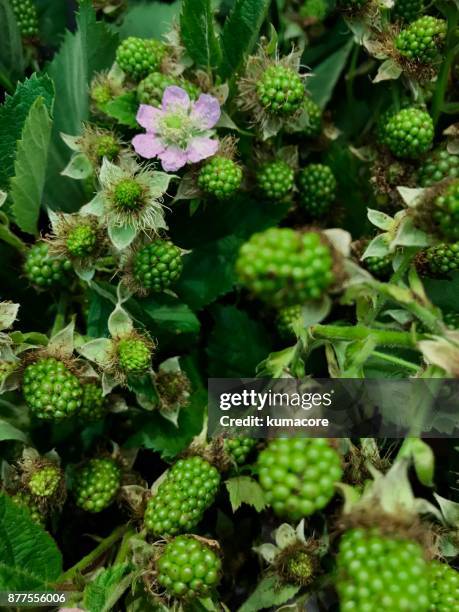 raspberry flower and unripe fruit - raspberry plant stock pictures, royalty-free photos & images