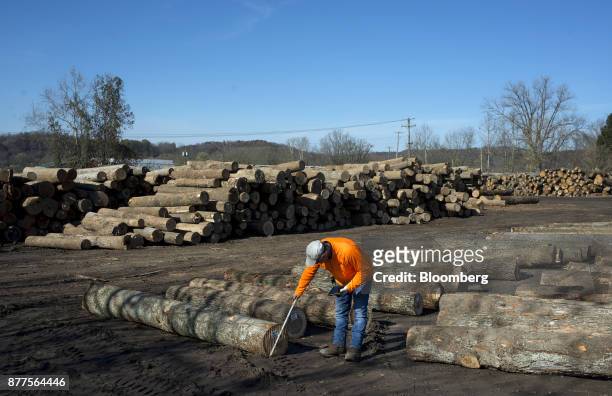 An employee scales logs in the yard to determine how much green lumber will be cut at the Cyblair Sawmill in West Columbia, West Virginia, U.S., on...