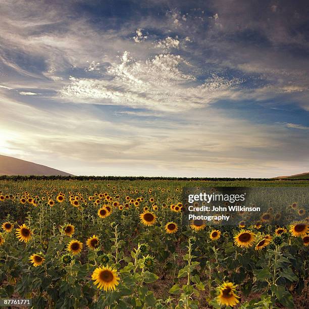 sunflower field with blue sky and high clouds - durbanville stock pictures, royalty-free photos & images