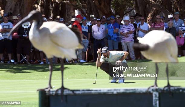 Two Ibis birds look on as Geoff Ogilvy of Australia lines up a putt during the first round of the Australian Open at the Australian Golf Club course...