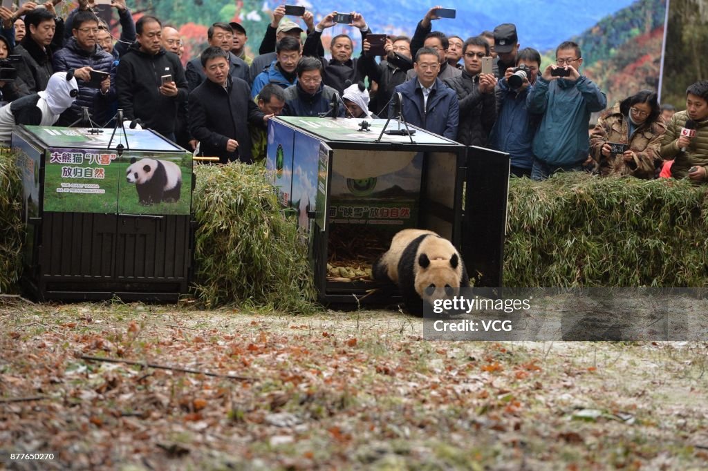 Giant Panda Pair Released Into The Wild In Ya'an