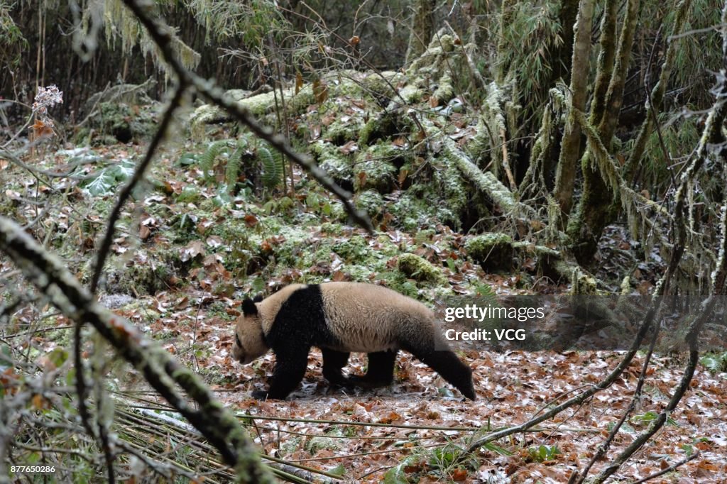 Giant Panda Pair Released Into The Wild In Ya'an