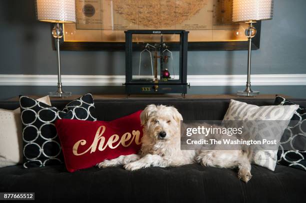 Subtle holiday decorations such as a bright red pillow and an ornament placed on the gold scale grace the living room couch where Lucy, a Wheaton...