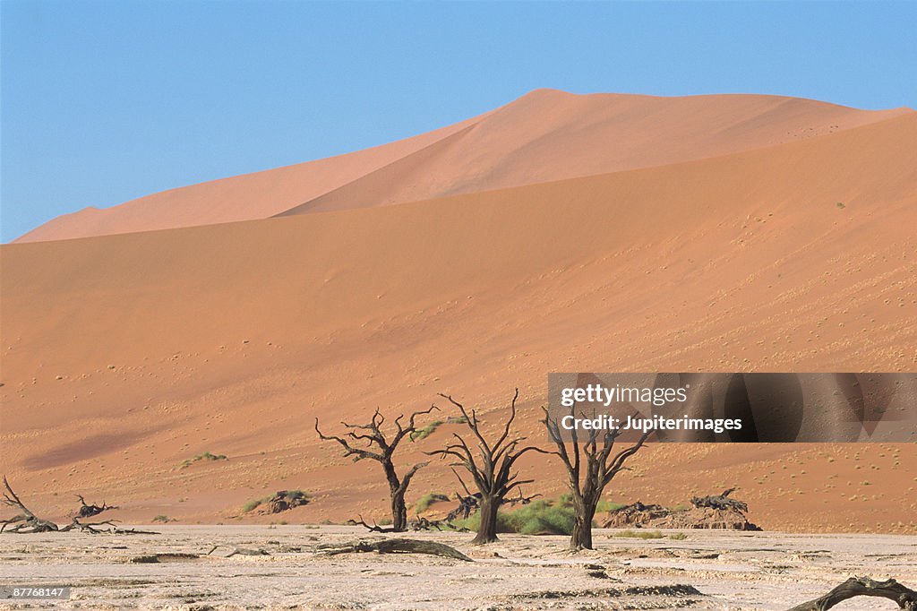 Desert landscape