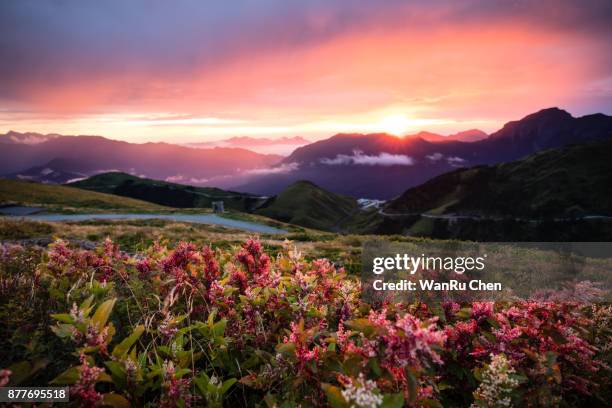 autumn scenery of hehuan mountain hillside at sunrise - taiwan landscape stock pictures, royalty-free photos & images