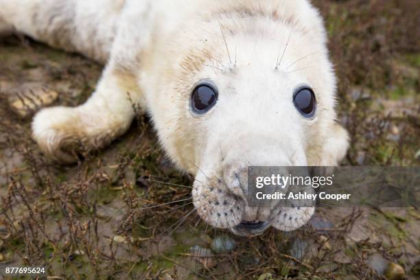 a young grey seal, halichoerus grypus, on blakeney point, norfolk, uk. - blakeney stock pictures, royalty-free photos & images