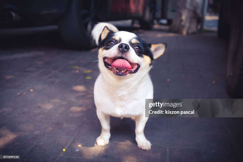 Happy little dog smiling in the street