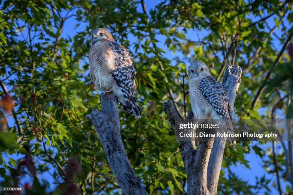 Male and female Red-tailed hawks at Bird Rookery Swamp, Naples, Florida