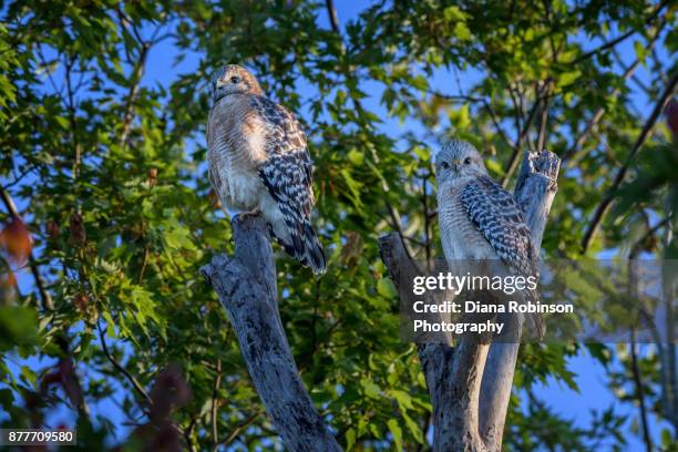 Male And Female Redtailed Hawks At Bird Rookery Swamp Naples Florida High-Res Stock Photo