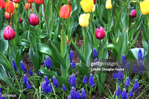 full frame of spring season blooming bulb flowers from the netherlands - tulips and daffodils stock pictures, royalty-free photos & images