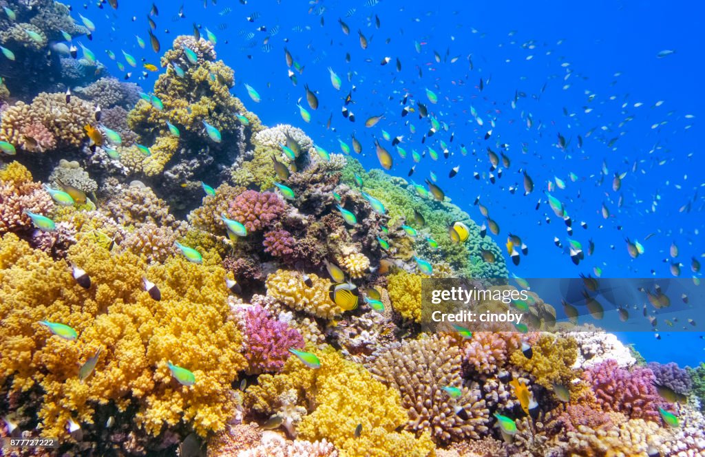 Underwater Sea life on beautiful coral reef with lot of tropical Fish in Red Sea - Marsa Alam - Egypt