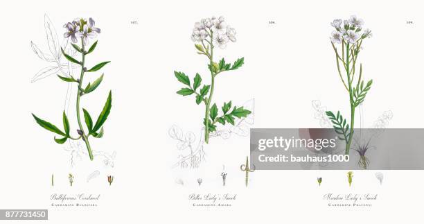 bulbiferious coralwort, cardamine bulbifera, victorian botanical illustration, 1863 - cardamine bulbifera stock illustrations