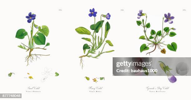 sweet violet, viola odorata, victorian botanical illustration, 1863 - viola odorata stock illustrations