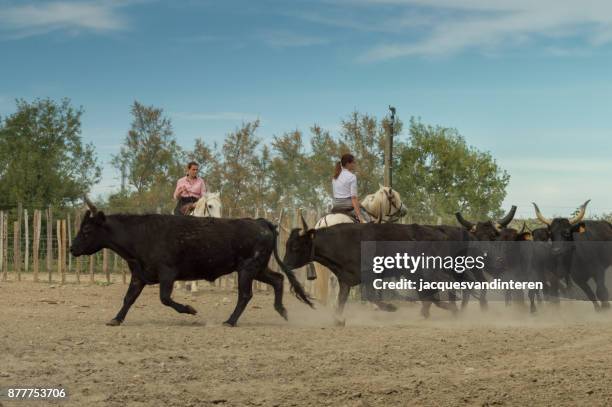 deux cow-girls et un groupe de taureaux - camargue photos et images de collection