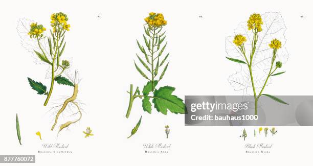 stockillustraties, clipart, cartoons en iconen met wilde mosterd, brassica sinapistrum, victoriaanse botanische illustratie, 1863 - mustard