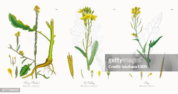 白芥末、 芸薹屬 adpressa，維多利亞時代的植物插圖 1863 - grainy mustard 幅插畫檔、美工圖案、卡通及圖標