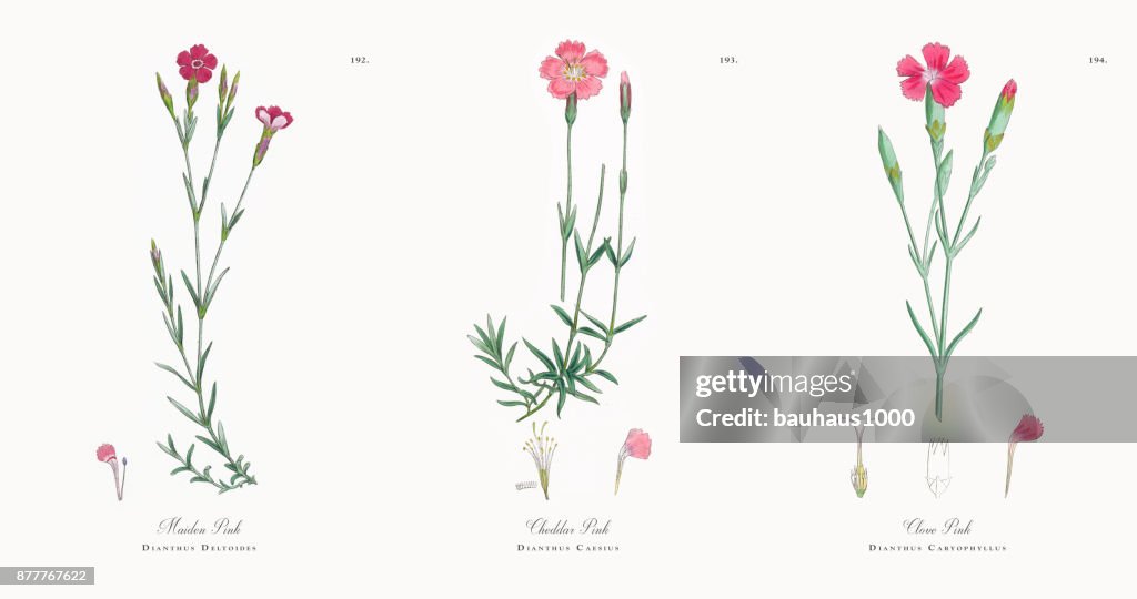 P! NK Maiden, Dianthus Deltoides, Victoriaanse botanische illustratie, 1863