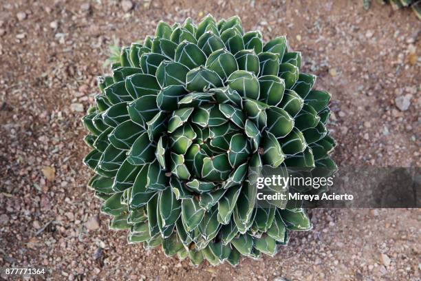 overhead view of a beautiful green and white succulent - overhead desert stockfoto's en -beelden