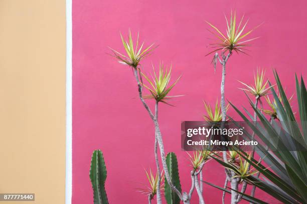 cacti plants and yellow flowers seen in front of a pink, white and beige wall. - south america pattern stock pictures, royalty-free photos & images