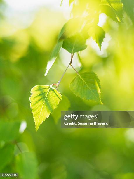 birch leaf close-up sweden. - berk stockfoto's en -beelden