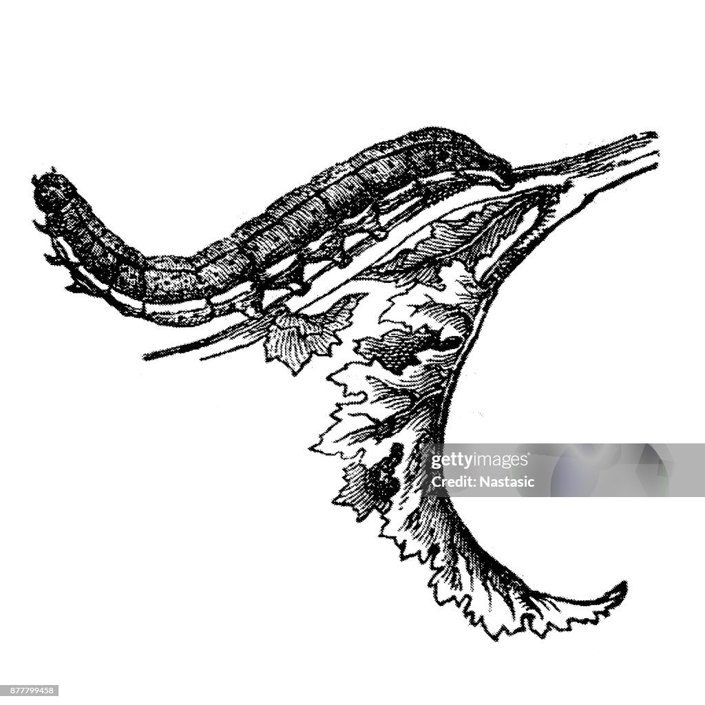 Noctua oleracea