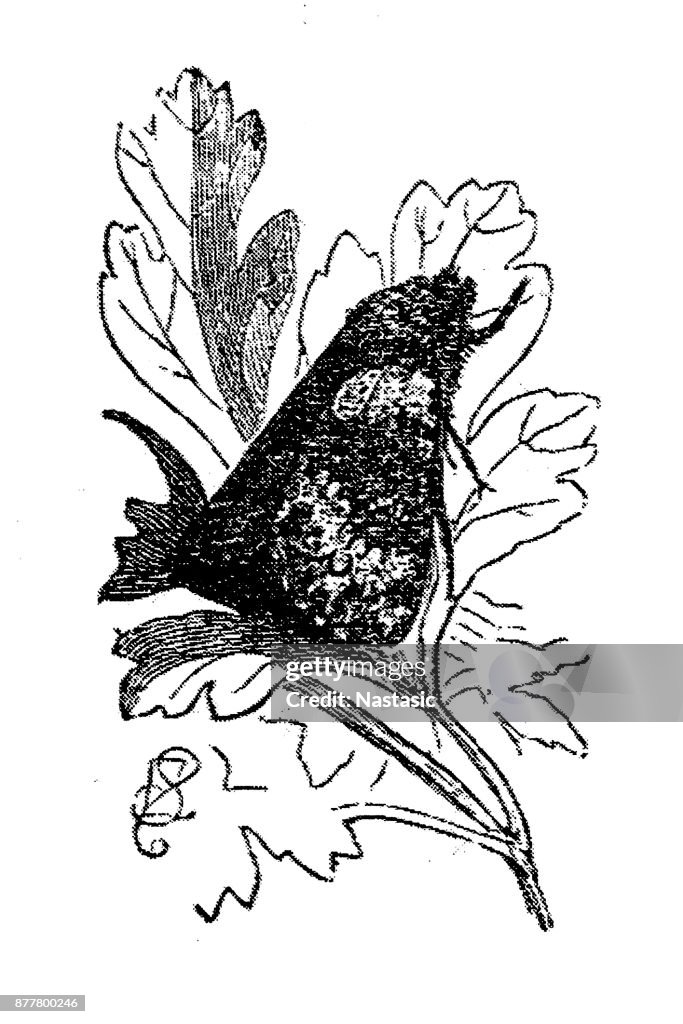 The Small Ranunculus High-Res Vector Graphic - Getty Images