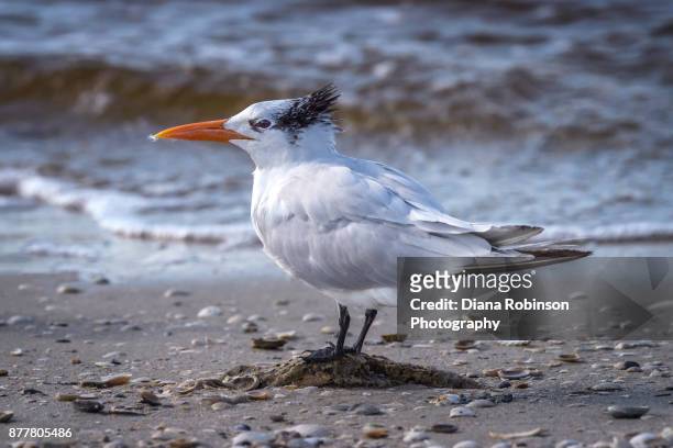 royal tern on the beach on sanibel causeway, sanibel island, florida - royal tern 個照片及圖片檔