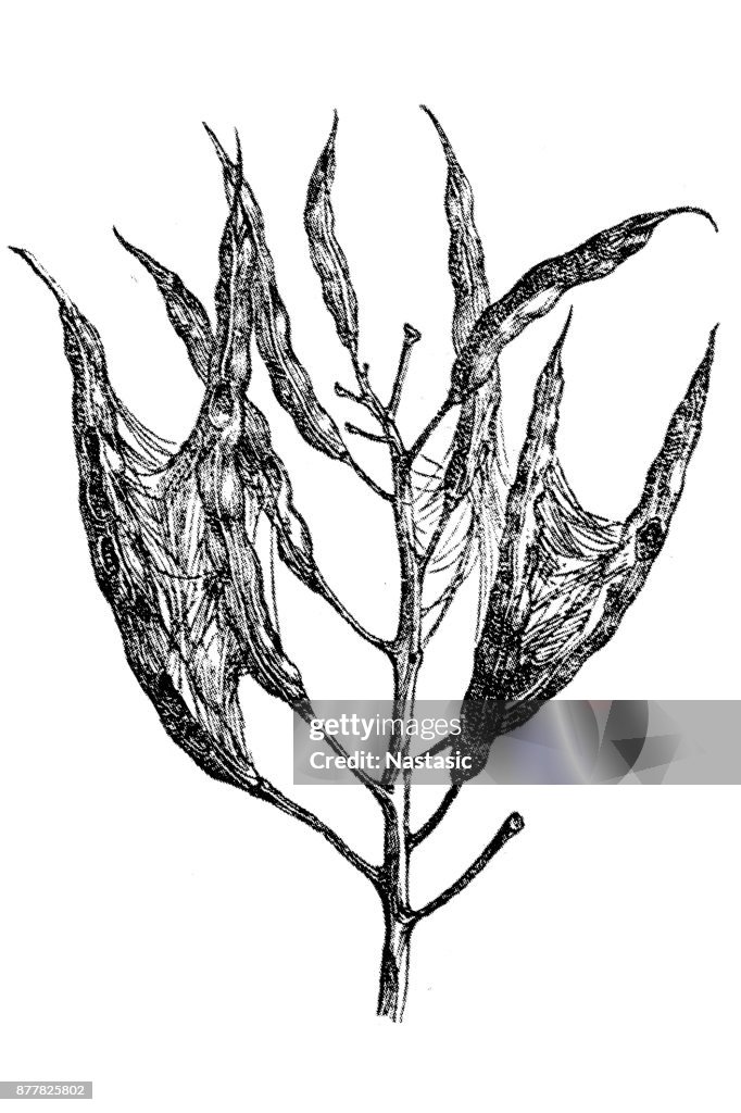 Piralis margaritalis