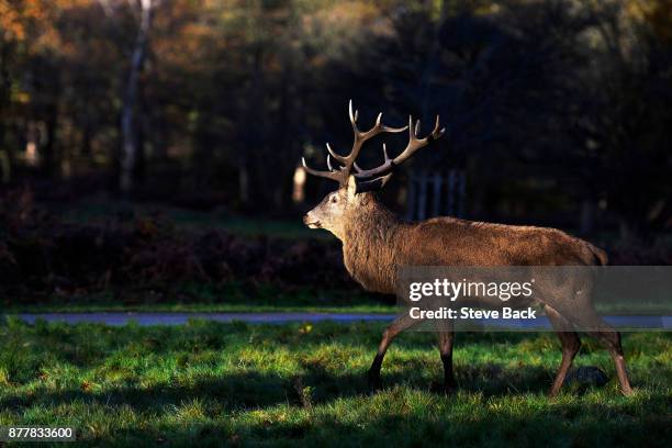 Red Deer in early morning Sun in Richmond Park on November 23, 2017 in London, England. Richmond Park is a National Nature Reserve and Deer Park with...