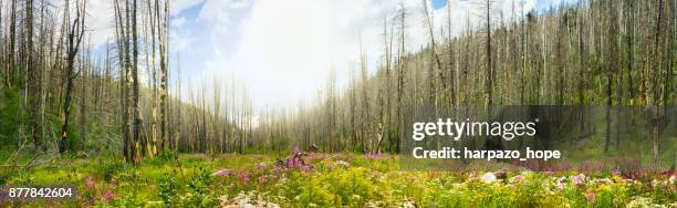 meadow with new growth after a wildfire. - harpazo hope stock pictures, royalty-free photos & images