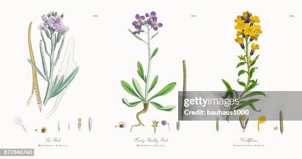 sea stock, matthiola sinuata, victorian botanical illustration, 1863 - matthiola stock illustrations