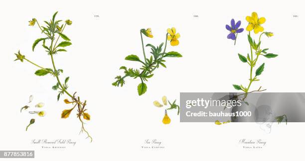 small-flowered field pansy, viola arvensis, victorian botanical illustration, 1863 - pansy stock illustrations