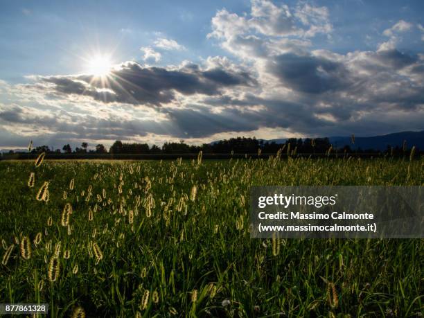 backlight field at sunset - försummad mark bildbanksfoton och bilder