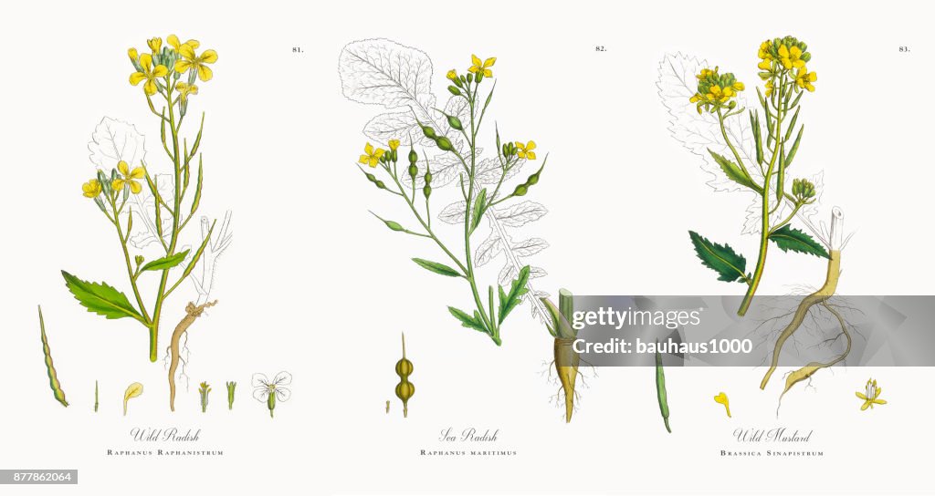 Hederich, Raphanus Raphanistrum, viktorianischen Botanische Illustration, 1863