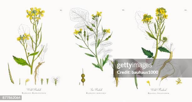 wild radish, raphanus raphanistrum, victorian botanical illustration, 1863 - wild leek stock illustrations